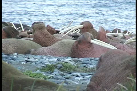Walrus fall asleep on beach Stock Footage 11099578
