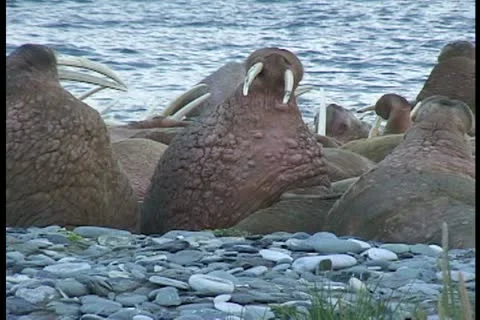 Walrus fall asleep tight to wide Stock Footage 11099141