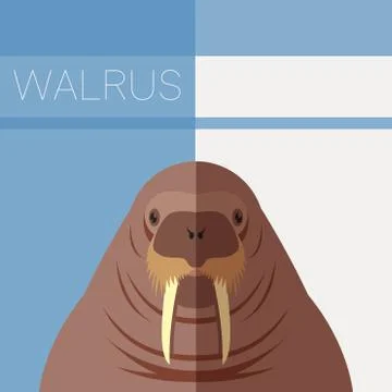 Walrus flat postcard Stock Illustration