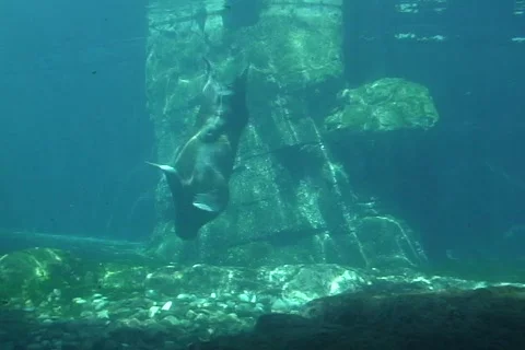 Walrus  動画素材 340304