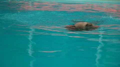 Walrus Stock Footage