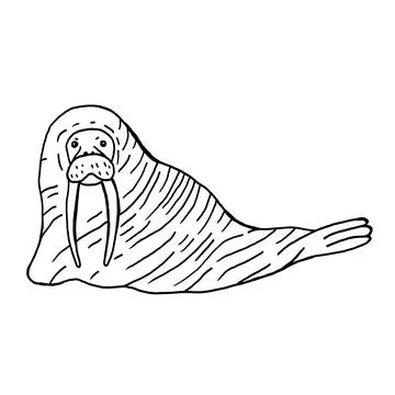 Walrus hand drawn vector illustration Stock Illustration