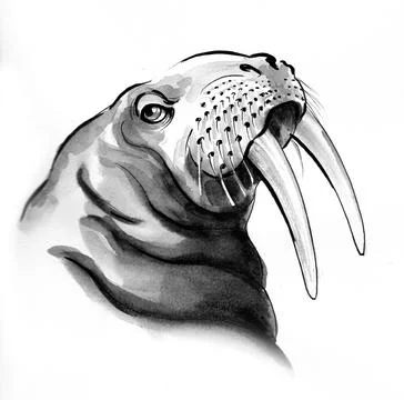 Walrus head Stock Illustration