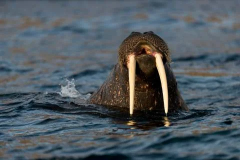 Walrus head Foto stock