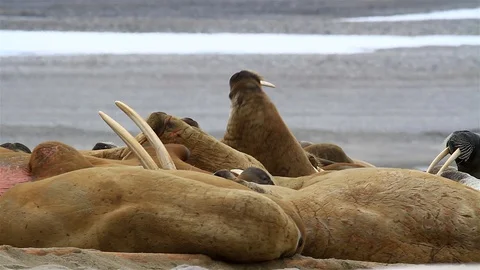 Walrus herd sunbathing on an arctic beach,Close up, Svalbard, Stock Footage 127964775