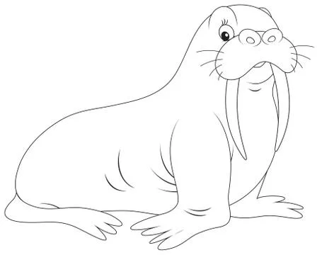 Walrus Stock Illustration