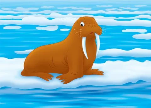 Walrus Stock Illustration