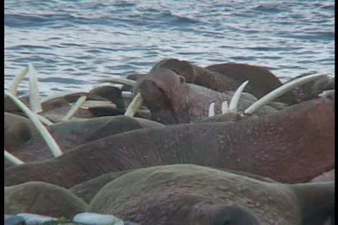 Walrus light sleepers Stock Footage 11098702