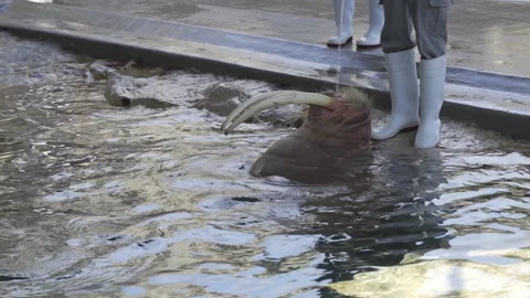 A walrus with long tusks in a zoo pool being trained or fed by a zookeeper 스톡 동영상 337218968