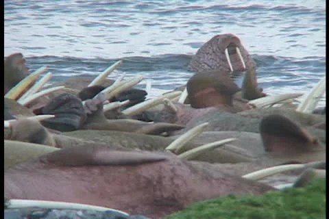 Walrus looking for a spot Stock Footage 11099284