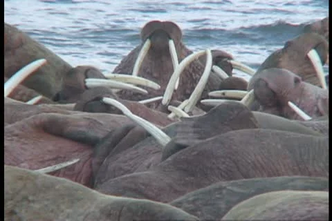 Walrus looking for a spot medium Stock Footage 11098557