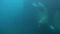 Walrus looping underwater in natural arctic compound HD Footage