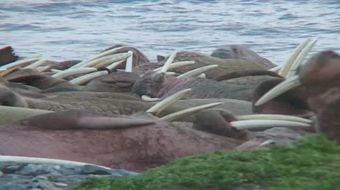 Walrus make room for me Stock Footage 11093394