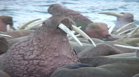 Walrus not on me Stock Footage 11094934