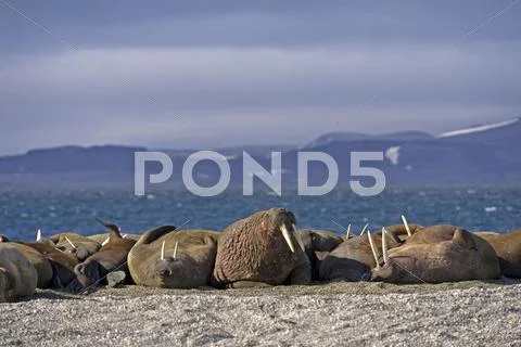 Walrus Odobenus Rosmarus Herd Lying On Pebble Bank Arctic Ocean Behind