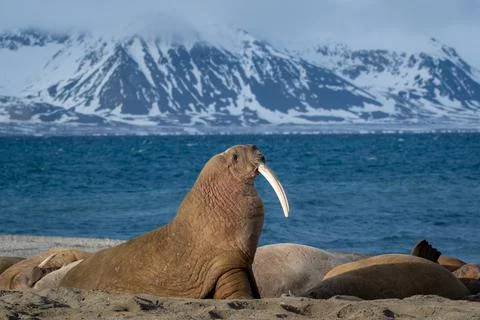 Walrus (Odobenus rosmarus) Svalbard Norway Stock Photos