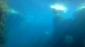 Walrus (Odobenus rosmarus) swimming and dive in dull dirty water 4k or 4k+ Resolution
