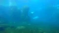 Walrus (Odobenus rosmarus) swimming and dive in dull dirty water 4k or 4k+ Resolution