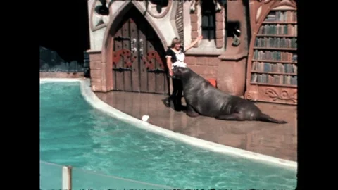 Walrus Performance Stock Footage 276290325