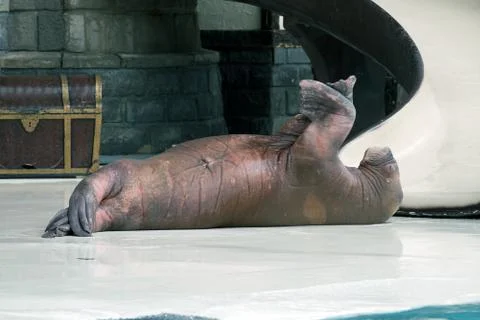Walrus Stock Photos