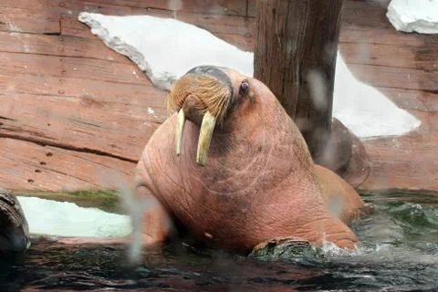 Walrus Stock Photos