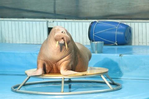 Walrus 스톡 사진