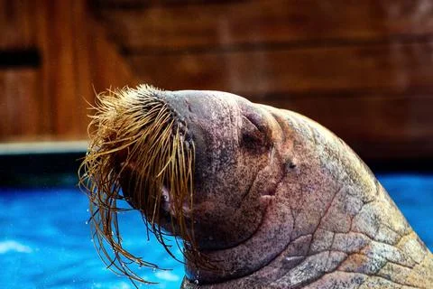 Walrus Stock Photos