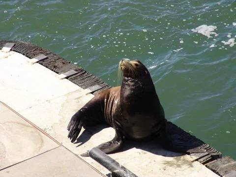 Walrus on the pier Stock-Fotos