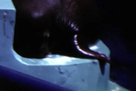 Walrus Playing Stock Footage 24672812