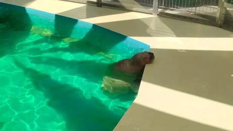 Walrus in the pool Video stock 291875840