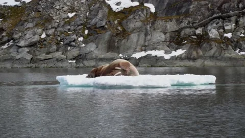 Walrus resting on a floating block of ice. North Pole, Spitsbergen Video stock 135248380