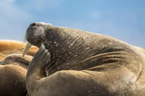 Walrus scratching his head in a group of walruses on Prins Karls Forland Stock Photos