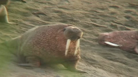Walrus seagull walks Stock Footage 11097456