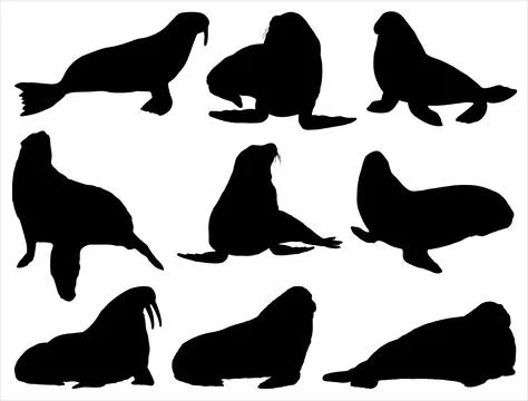 WALRUS SILHOUETTE VECTOR ART Stock Illustration