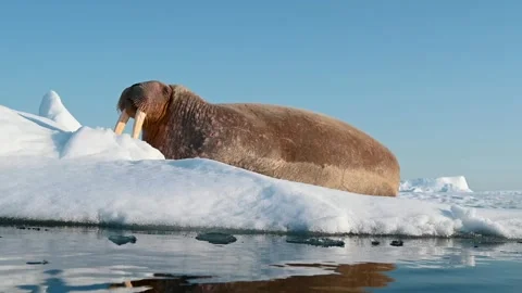Walrus on the snow Stock Footage 246646874