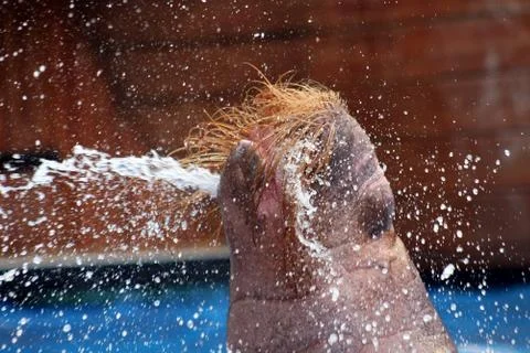 Walrus Squirt Stock Photos