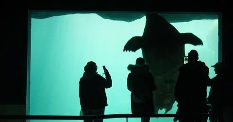 Walrus stop by the glass of an aquarium, while being filmed by cell phones Stock Footage 228743009