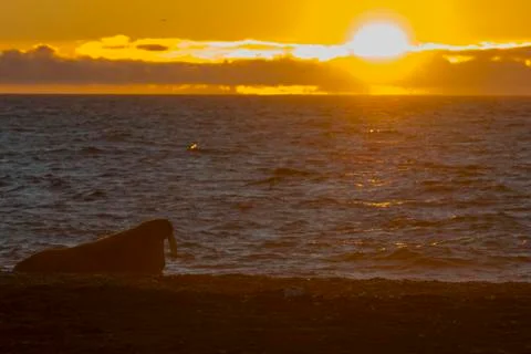 Walrus at sunset Stock Photos