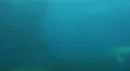 Walrus swimming and diving up in dull water HD Footage