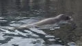 Walrus swimming at water surface and dive HD Footage