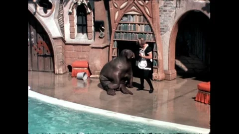 Walrus Training Session with Trainer Stock Footage 276290327