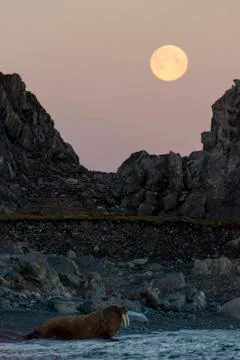 Walrus under full moon Stock Photos