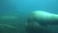 Walrus underwater search food in rocky ground short version HD Footage