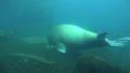 Walrus underwater searching food in rocky ground long version HD Footage