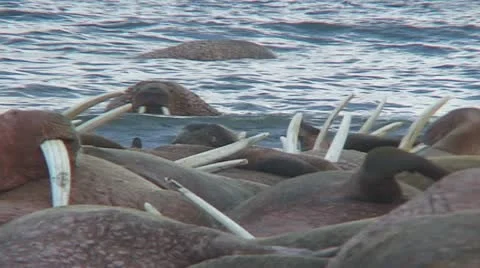 Walrus wakes up Stock Footage 11095110