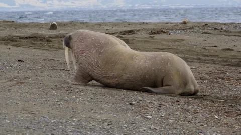 Walrus walking on the beach North Pole, Spitsbergen, Svalbard Norway. Video stock 135247268