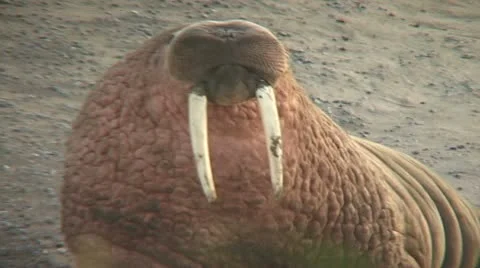 Walrus walks to camera 2 Stock Footage 11093726