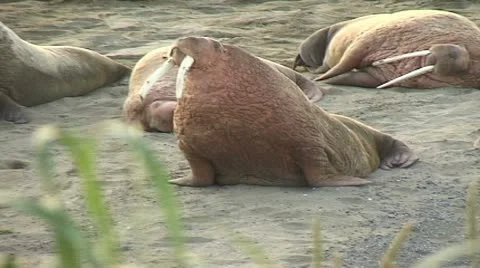 Walrus walks to camera 3 Stock Footage 11095032