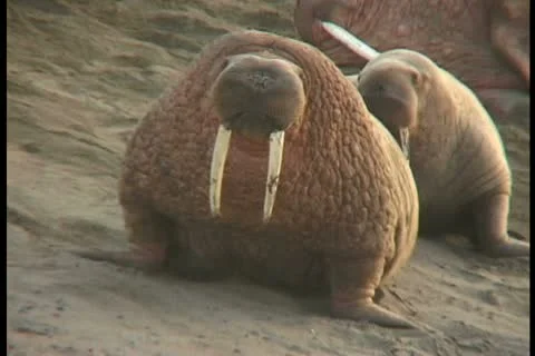 Walrus walks to camera 4 Stock Footage 11099580