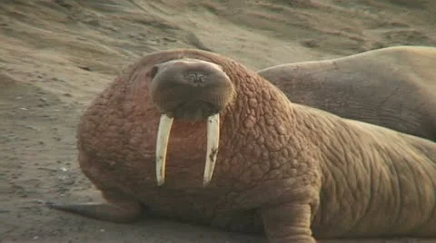 Walrus walks to camera Stock Footage 11097652